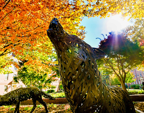 Howling wolf statue