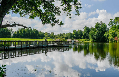 Green trees reflect in a lake